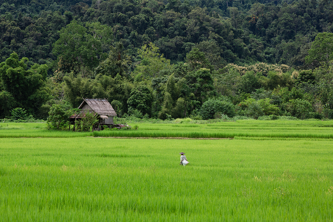Rice Fields