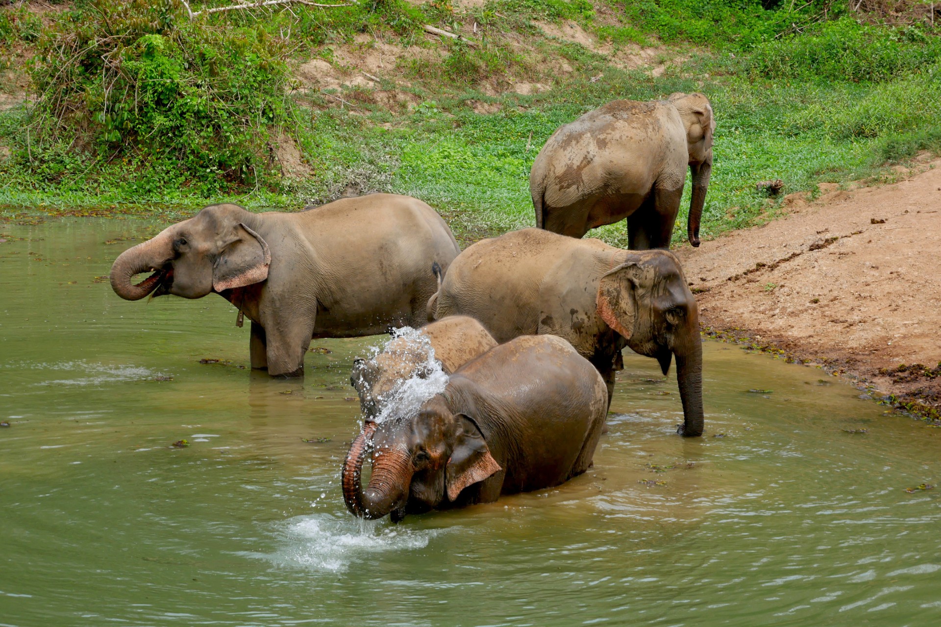 Elefant Village